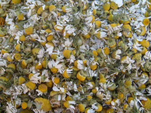 Chamomile