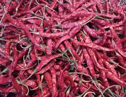 Guntur Teja Dry Red Chilli