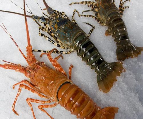 Frozen Lobster Fish