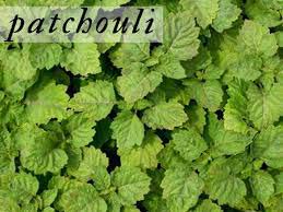 Patchouli Oil, Application : Herbal Medicines