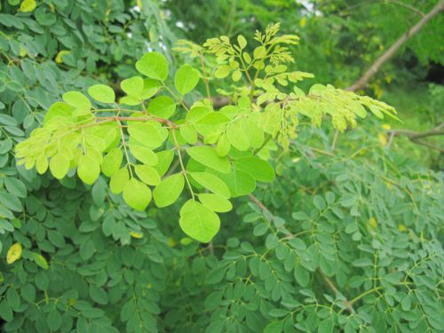 Moringa Oleifera Leaves