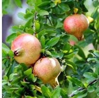 Pomegranate, Color : Red