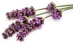 Lavander Oil