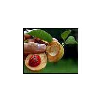 Nutmeg Oil, For Relieving Muscular Pains, Used Skin Care, Packaging Type : Glass Bottels, Plastic