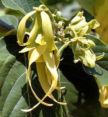 Ylang Ylang Oil, Form : Liquid