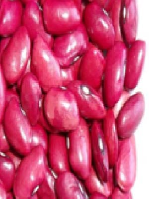 Small Red Kidney Bean