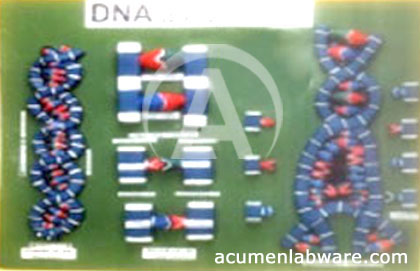 DNA Model