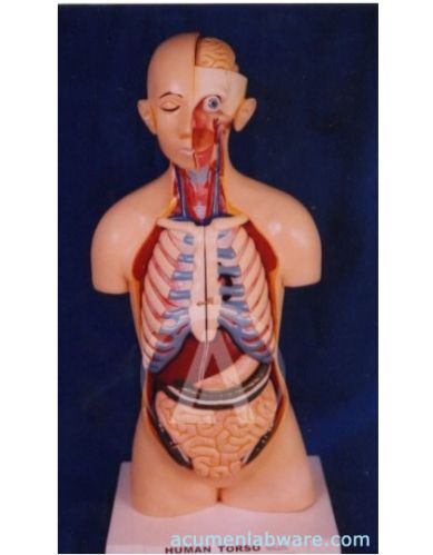 Human Torso With Head