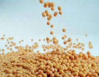 Soybean Seeds
