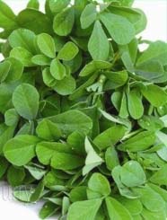 Fenugreek seed, Cultivation Type : Natural