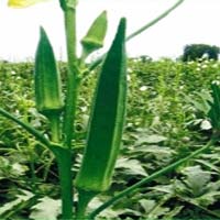Okra Seeds