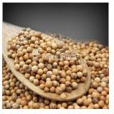 Coriander seeds, Packaging Type : Plastic Bag