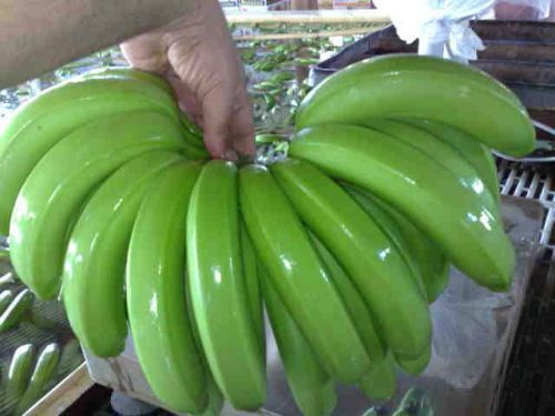 Fresh Green Banana