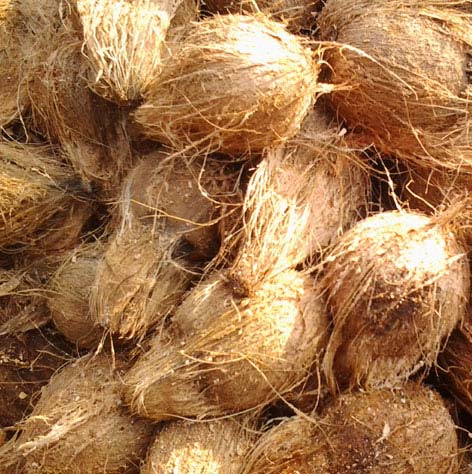 Indian Coconuts, Feature : High Protein Content, Destroys Intestinal Parasites