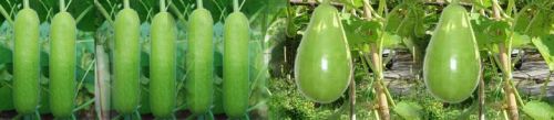 Bottle Gourd