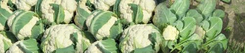 Cauliflower