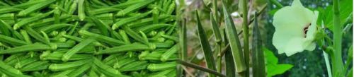 Lady Finger(Okhra)
