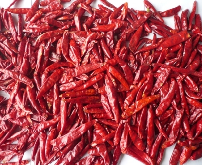 Indian Chilli