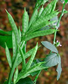 Guar Gum Plant