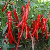 Fresh Red Chillies