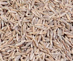 Cumin seeds, Packaging Type : PP Bags