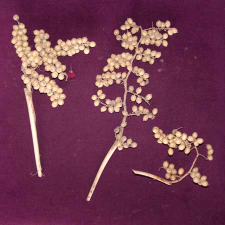 Dried Flower (df - 911)