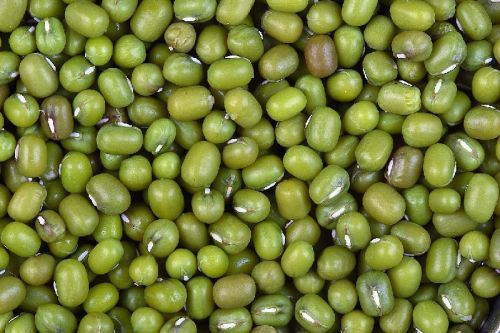 Natural Green Moong Beans, Size : 4 Mm