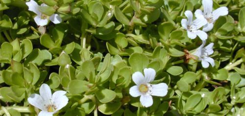 Bacopa Monnieri