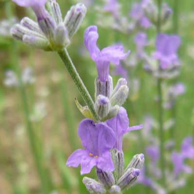 Lavender Oil