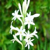 Tuberose Absolute