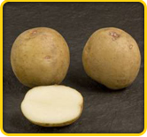 Atlantic Potato