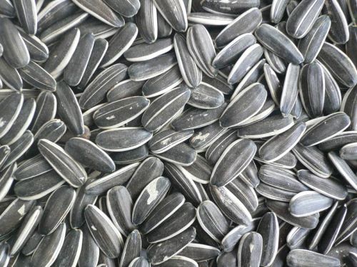 BOOM Indian Sunflower Seed