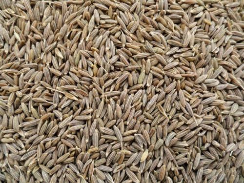 Cumin seeds, Shelf Life :1 Year