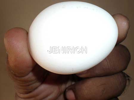 Poultry Eggs