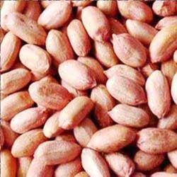 Groundnut Kernels