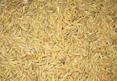 Organic Barley Seeds
