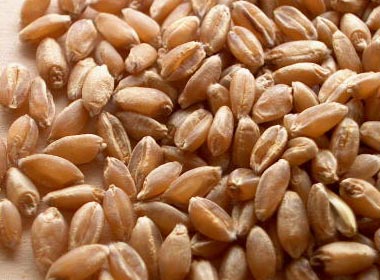 Organic Wheat, For Bakery Products, Cooking