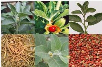 Ashwagandha Capsules