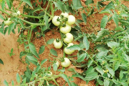 Fresh Tomatoes