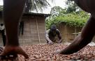 Cocoa beans, Packaging Size : 5-25kg