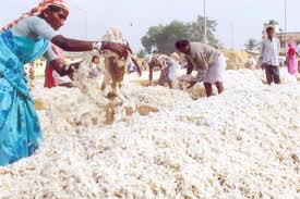 Raw cotton, Moisture Content : <8%