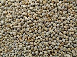 Pearl millet, Shelf Life : 12 months