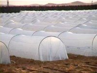 Non Woven Crop Cover