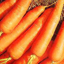 Fresh Carrot