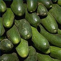 Fresh Cucumbers