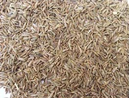 Cumin seeds, Moisture : 9%