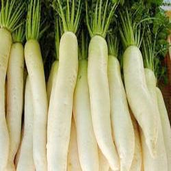 Fresh Radish