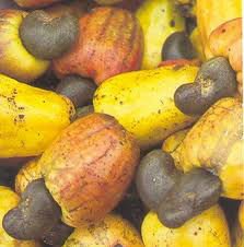 Raw Cashew Nuts, Float Rate : 18% max