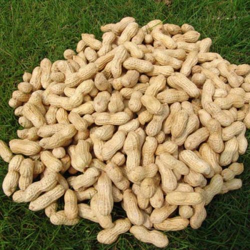 Shelled Groundnuts Form : Seeds