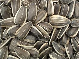 Sunflower seed, Storage Condition : Raw